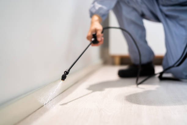 Licensed Ant Control service in Lebanon, VA - Nex Pest Control